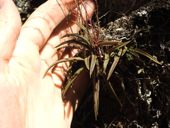 Sarcochilus ceciliae