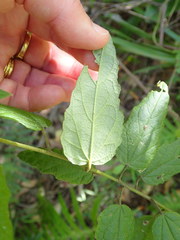 Howittia trilocularis