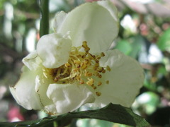 Camellia sinensis