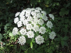Angelica dahurica