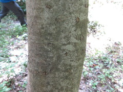 Celtis jessoensis