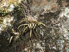 Sarcochilus ceciliae