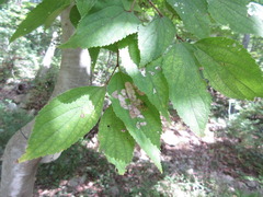 Celtis jessoensis