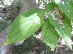 Celtis jessoensis