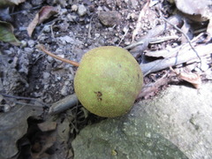 Pyrus pyrifolia