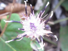 Saussurea gracilis