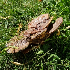 Ganoderma
