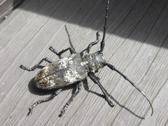 Lamiomimus gottschei