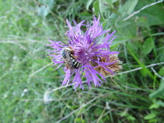 Icteranthidium laterale