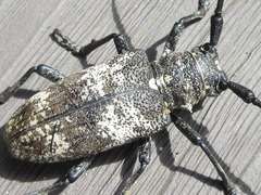 Lamiomimus gottschei