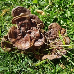 Ganoderma