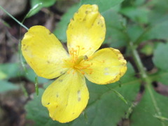 Coreanomecon hylomeconoides