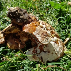 Ganoderma