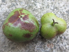 Neoshirakia japonica