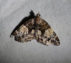 Chrysolarentia phaedra