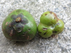 Neoshirakia japonica