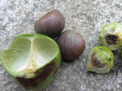Neoshirakia japonica