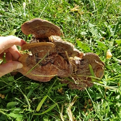 Ganoderma