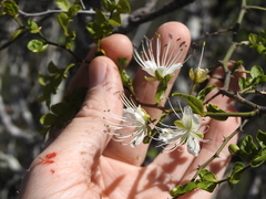 Capparis sarmentosa