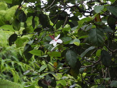 Hibiscus waimeae