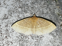 Trisateles emortualis