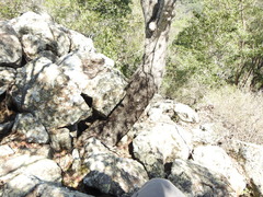 Sterculia quadrifida