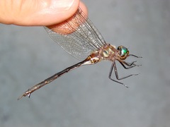 Somatochlora tenebrosa