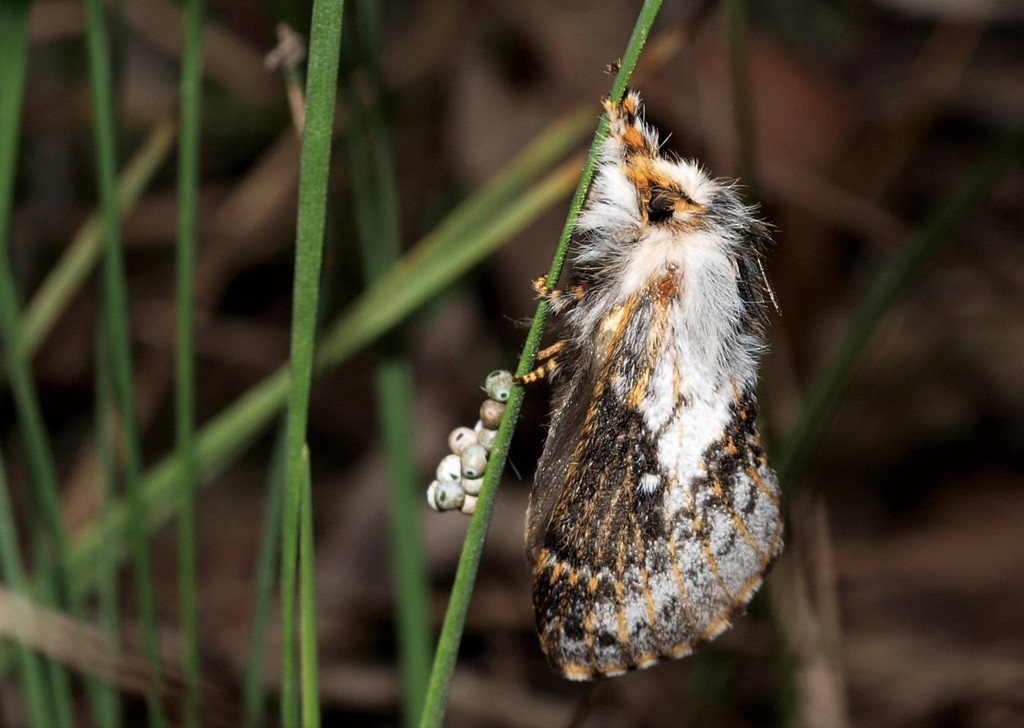 Porela vetusta
