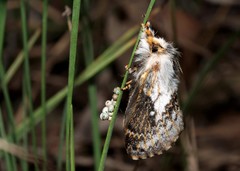 Porela vetusta