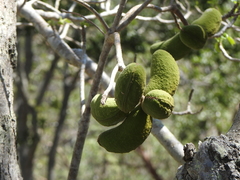 Sterculia quadrifida