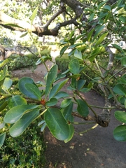 Ternstroemia