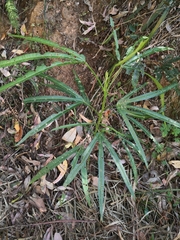 Hibiscus heterophyllus
