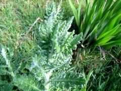 Senecio glomeratus glomeratus
