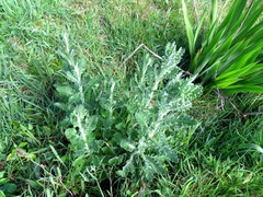 Senecio glomeratus glomeratus