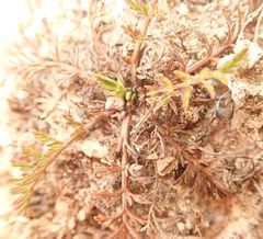 Lepidium sisymbrioides