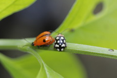 Alagoasa bipunctata perennis