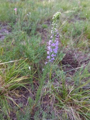 Veronica pinnata