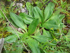Solenogyne dominii