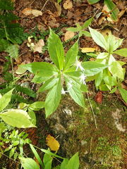Oclemena acuminata image