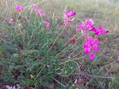 Hedysarum minussinense