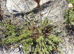 Thamnochortus cinereus