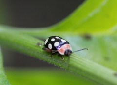 Alagoasa bipunctata perennis