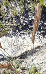 Thamnochortus cinereus