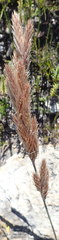 Thamnochortus cinereus