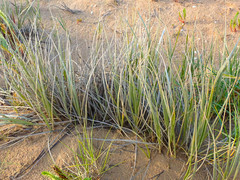 Spinifex