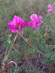 Hedysarum minussinense