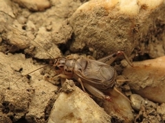 Eugryllodes escalerae