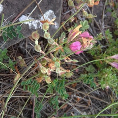 Hedysarum minussinense