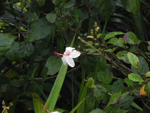 Hibiscus waimeae