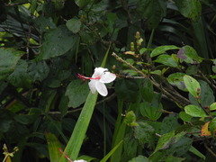 Hibiscus waimeae